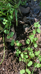 Pterostegia drymarioides