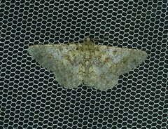 Paradromulia ambigua