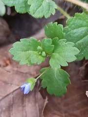 Veronica persica