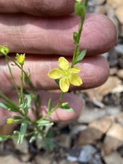 Linum neomexicanum