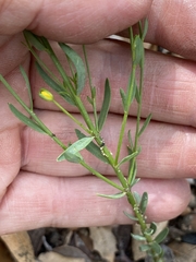 Linum neomexicanum
