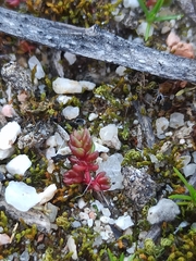 Crassula tillaea
