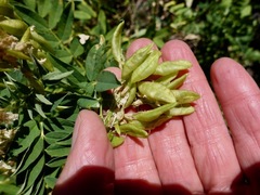 Astragalus americanus