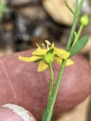 Linum neomexicanum