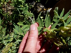 Astragalus americanus