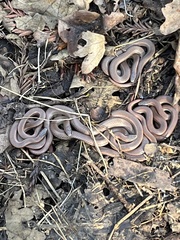 Contia tenuis