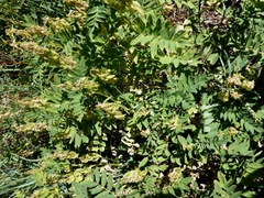 Astragalus americanus