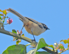Psaltriparus minimus