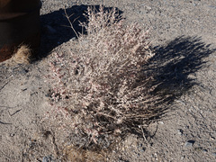 Atriplex confertifolia