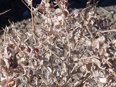 Atriplex confertifolia
