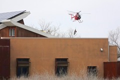 Cervus canadensis nannodes