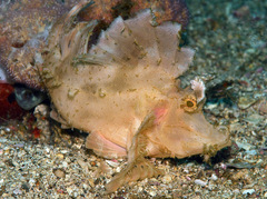 Rhinopias eschmeyeri