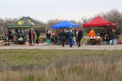 Cervus canadensis nannodes