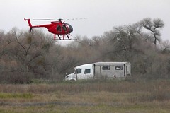 Cervus canadensis nannodes