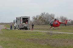 Cervus canadensis nannodes