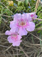 Podranea ricasoliana