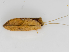 Drepanacra binocula