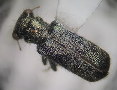 Phyllobaenus