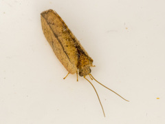 Drepanacra binocula