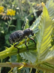 Aegorhinus superciliosus