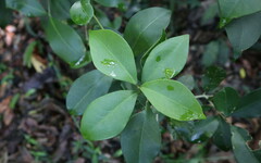 Acronychia pauciflora