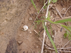 Sonorella allynsmithi