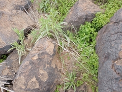 Sonorella allynsmithi