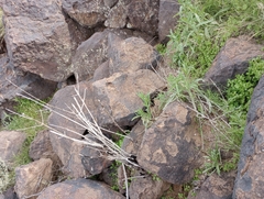 Sonorella allynsmithi