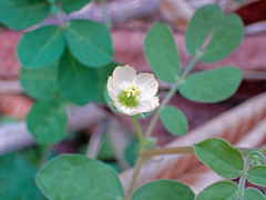 Kallstroemia pubescens
