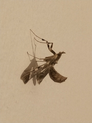 Leucinodes cordalis