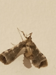 Leucinodes cordalis