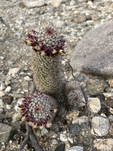 iNaturalist observation photo of Peninsular fishhook cactus