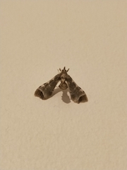 Leucinodes cordalis
