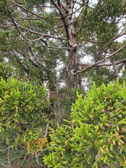 Athrotaxis selaginoides