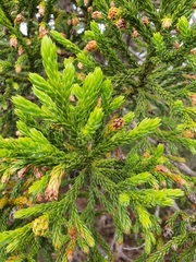 Athrotaxis selaginoides