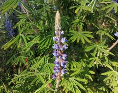 Lupinus montanus