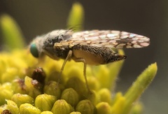 Euarestoides acutangulus