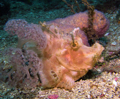Rhinopias eschmeyeri