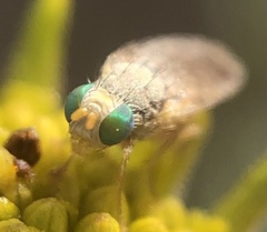 Euarestoides acutangulus