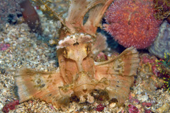 Rhinopias eschmeyeri