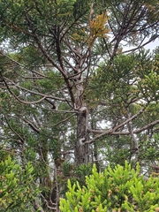 Athrotaxis selaginoides