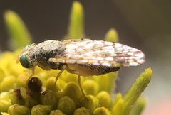 Euarestoides acutangulus