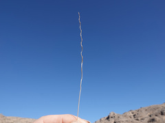 Hilaria rigida