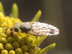 Euarestoides acutangulus