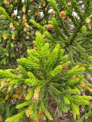 Athrotaxis selaginoides