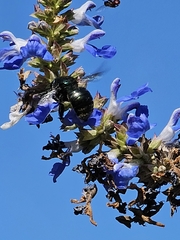 Xylocopa bombylans