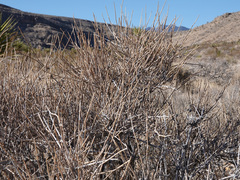 Ephedra nevadensis