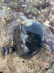 Haliotis cracherodii