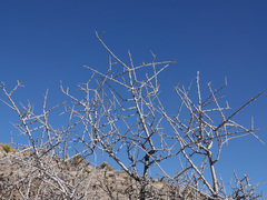 Prunus fasciculata