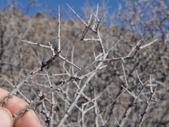 Prunus fasciculata
